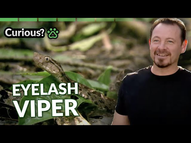 Eyelash Viper Close Encounter | Python Hunters | Curious?: Natural World