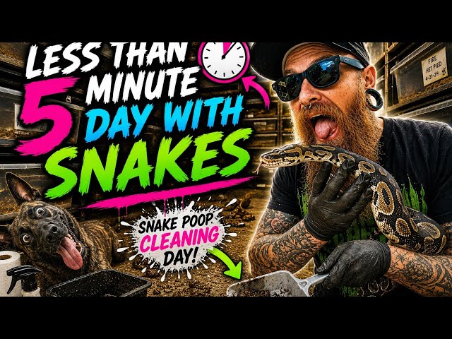 Less than 5 min mini snake vlog.... enjoy!