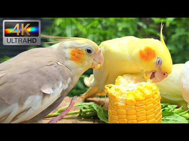 Cockatiel parrot sing soothing songs in the forest. They find the corn and eat. It's very delicious.