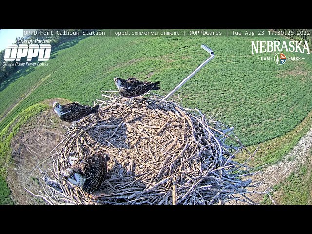 Fort Calhoun Station Osprey Watch