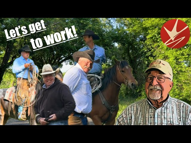 Working cattle with horses