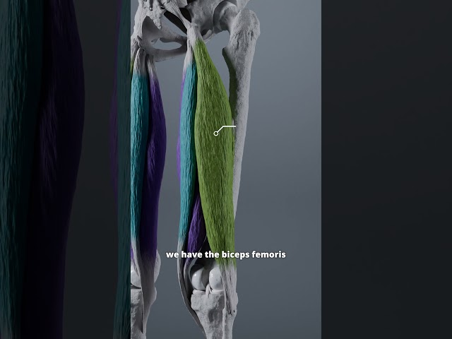 Hamstring muscles