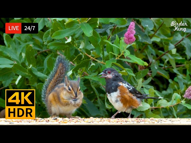 🔴 24/7 LIVE: Cat TV 😺 Beautiful Birds and Squirrels for Pets to Watch 🐦 4K Cat Games