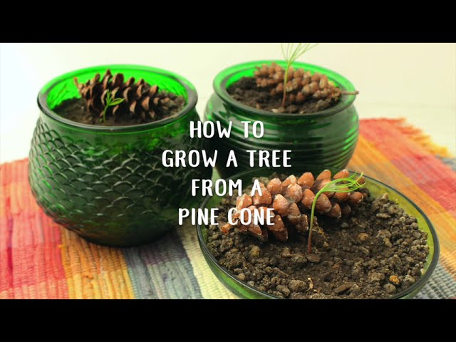 How to Grow a Tree from a Pine Cone | Welcome to Nana's