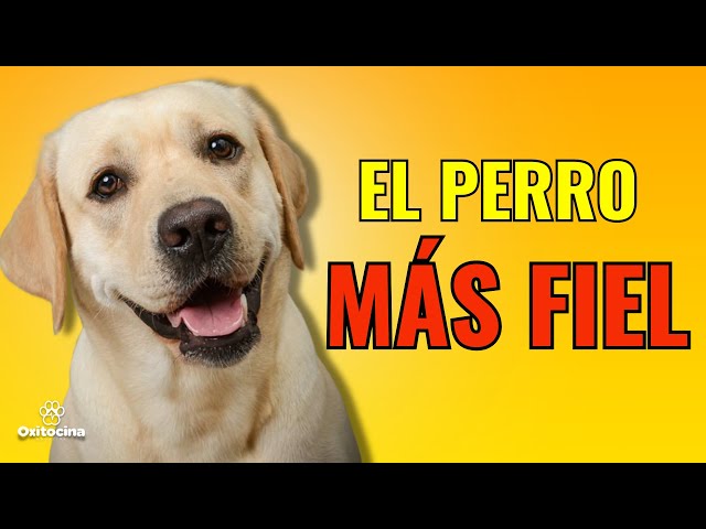 🐶 LABRADOR: EL PERRO MÁS NOBLE Y LEAL