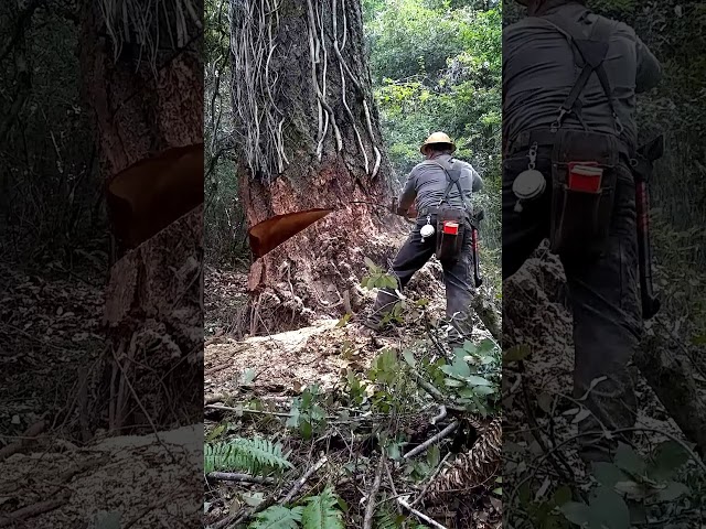 Timber cutting Oregon