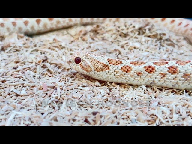 Snake Keeping Guide 1080p