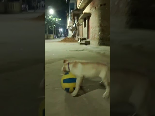 Jimmy the labrador 😆 😳 #jimmy #puppy #labrador #cutedog #shortsvideo