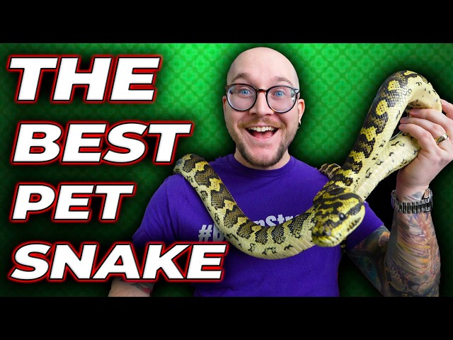 THIS Is The Best Pet Snake! Carpet Pythons!