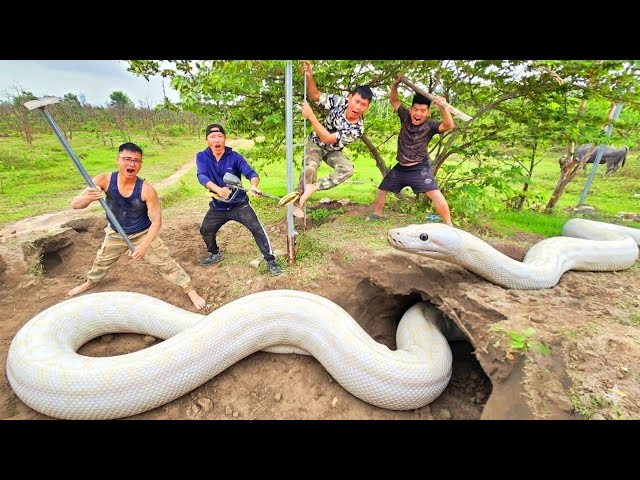 Brave Hunters Use Detector To Track Down Giant White Python