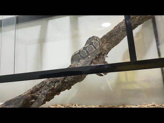 Python attack #viral #fyp #reels #highlight #foryou #fypage #india #hyderabad 
