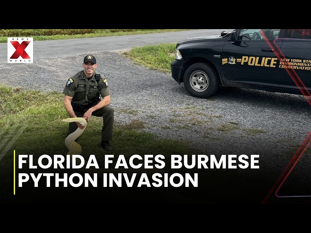 Florida Confirms New Burmese Python Breeding Population Beyond Everglades Range | NewsX World