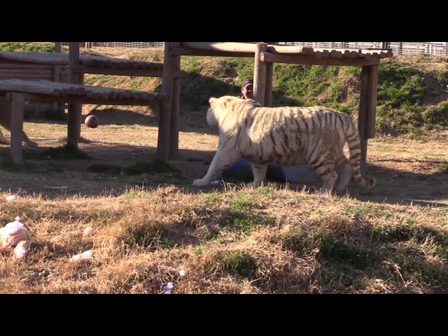 Joe Exotic the Tiger King Gets Dragged Through Tiger Arena
