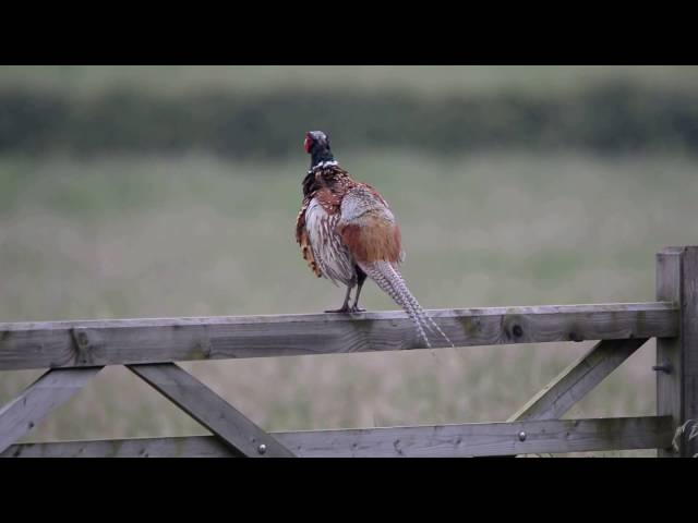 Pheasant call