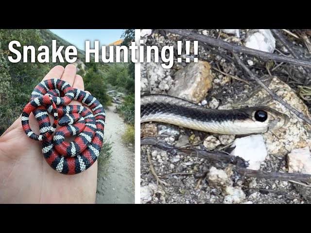 Epic Southern California Snake Hunting!