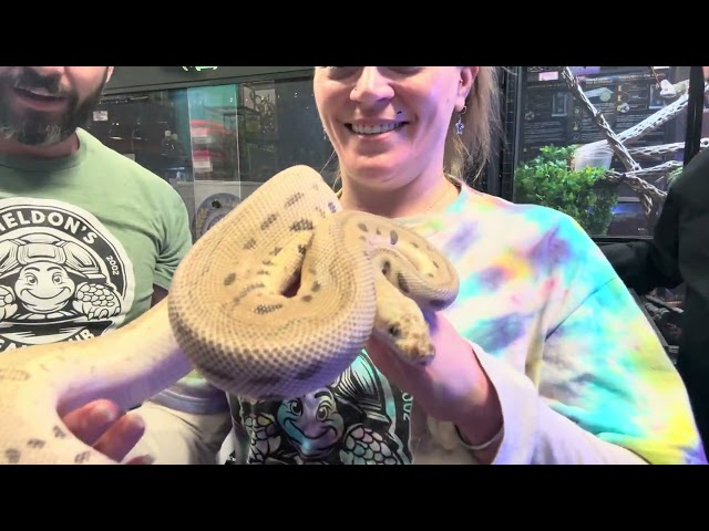 Unboxing $5,000 in Ball Pythons from a Mystery Box!