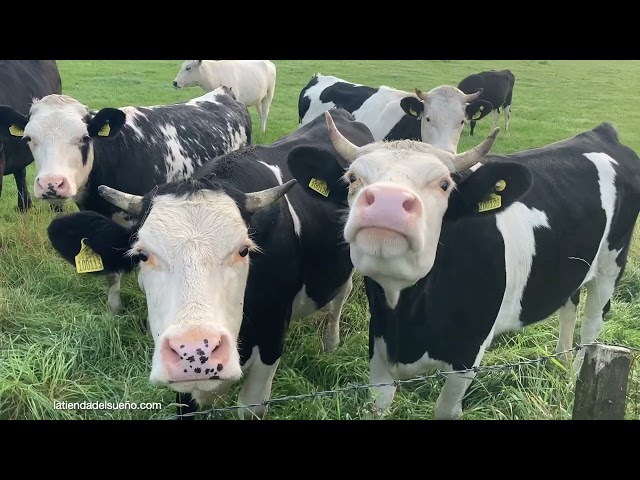 Vacas  🐮 Sonidos de vacas 🐄 Mugidos y Vacas pastando en Hermosos paisajes naturales 🌳