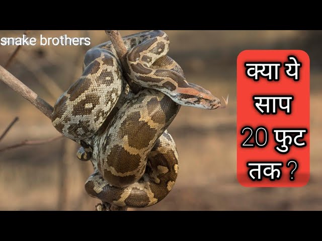Indian Rock python Rescue | Python molurus Information | Release in forest | Rajasthan | Mount Abu
