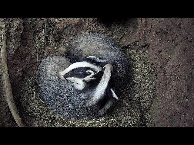 Badgers Secret World Uncovered By Hidden Cameras | Discover Wildlife | Robert E Fuller