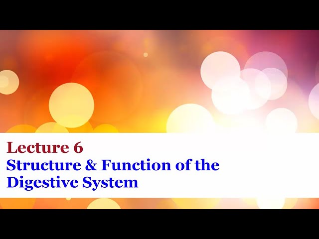 Lecture 6 - Structure and Function of the Digestive System
