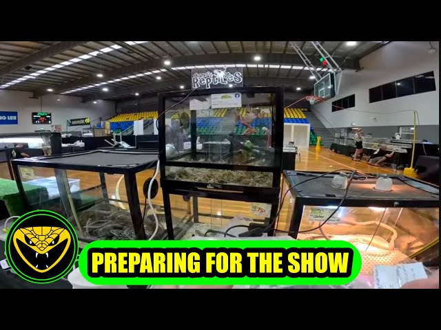 Preparing for the reptile expos | Camo’s Reptile’s