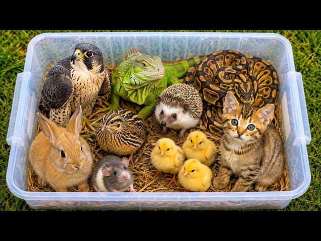 Pets: Dumbo rat, Chicks, Iguana, Quail, Hedgehog, Falcon, Kitten, Ball python, Rabbit