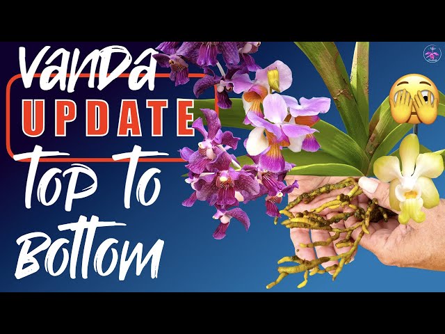 Vanda UPDATE | Root progress🤔 RUST Geek moments 🤓 Blooms 🌸 Bareroot | Semihydroponics #ninjaorchids