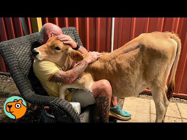 Cow Climbs Into Dad's Lap Every Time He Sits Down | Cuddle Buddies