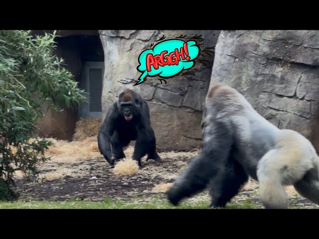 Silverback Gorilla all out Melee