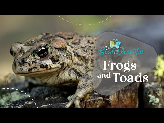 Frogs And Toads | Reptiles, Amphibians, and Fish | The Good and the Beautiful