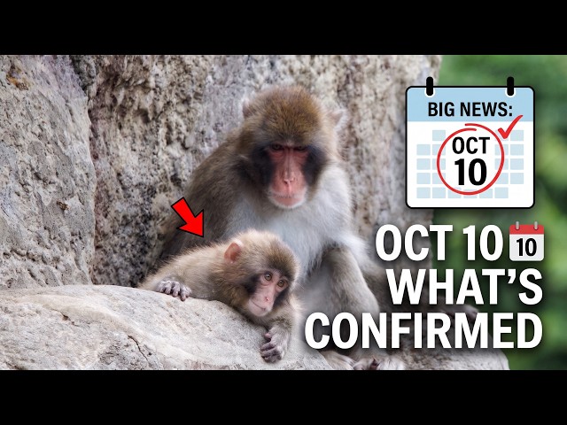Monkey Mountain Reopens Oct 10: Everything Fans Need to Know about Punch the Monkey