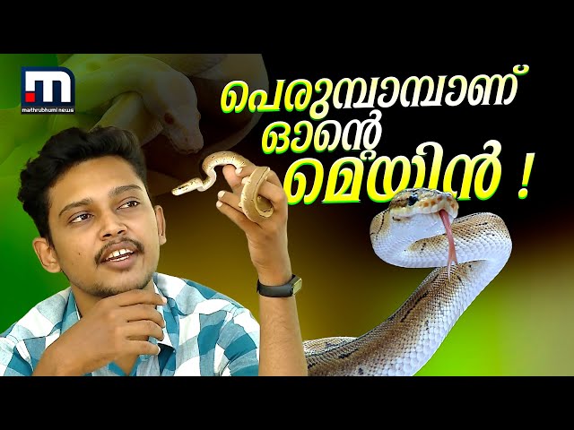 പെരുമ്പാമ്പാണ് ഓന്റെ മെയിൻ ! | African Python | Pet Snake | Kannur | Pazhayangadi| Mathrubhumi News