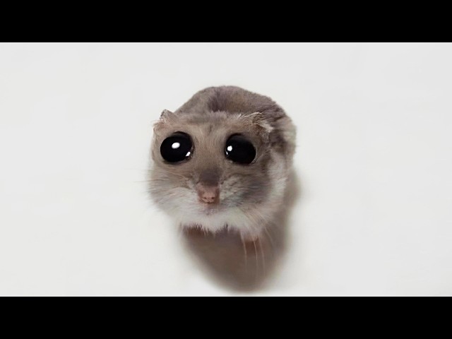 Funny Hamsters Videos | Cute and Funny Moments of the Animals Part 3