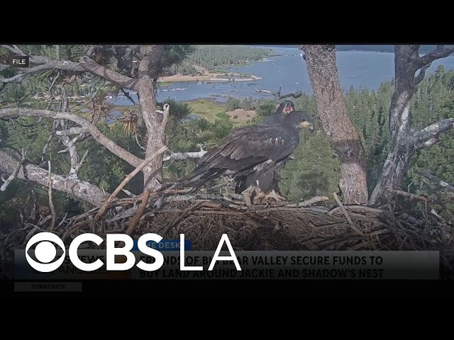 Big Bear environmental nonprofit raises millions to stop forest development