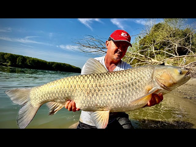 The Danube surprises again: gigantic grass carp at the feeder!!!! The biggest one almost 30 kg!
