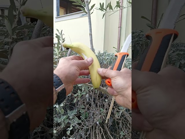 MARGOTTA SU ULIVO CON IL TRUCCO DELLA  BANANA 🍌 🍌 🍌🌿🌿🌿👌