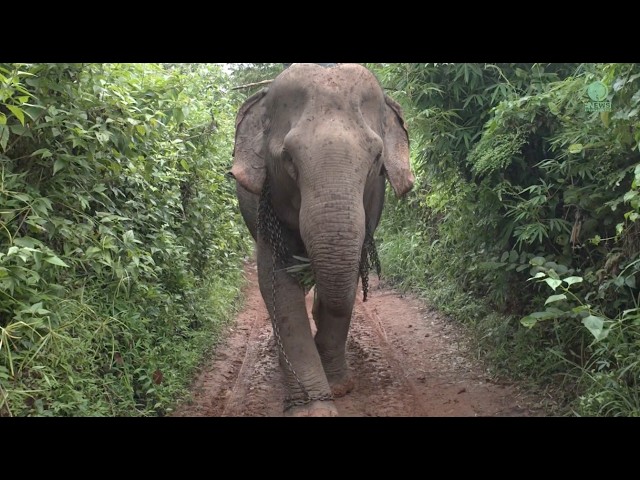 Rescued Elephant Kham Suk Reunited With Her Sister - ElephantNews