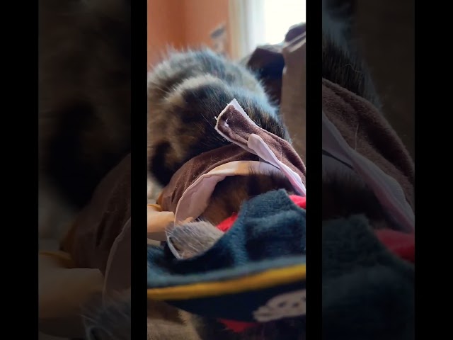 A Pirate's Life for Bob! #cuteanimals #cat #petlovers #tidycats #purina #catsofinstagram #kitten