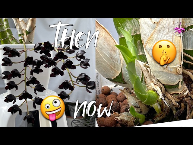 How Lack of Light Changed My Catasetum Growth Cycle Year 2 UPDATE & MORE #ninjaorchids