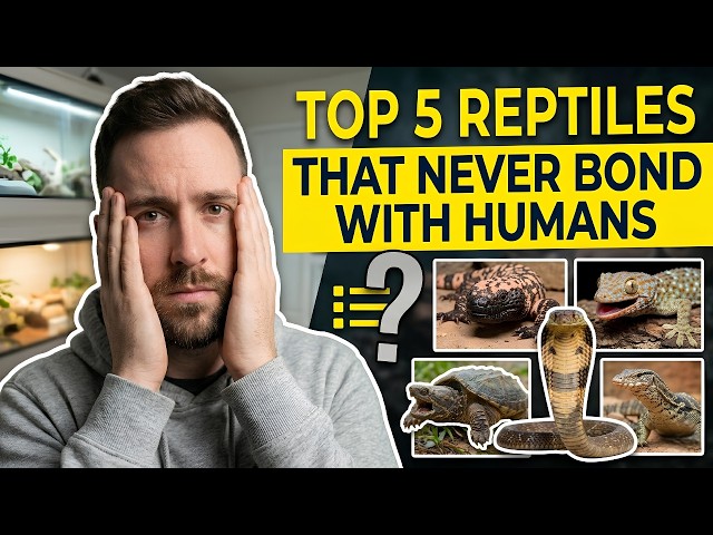Top 5 Reptiles That NEVER Bond With Humans