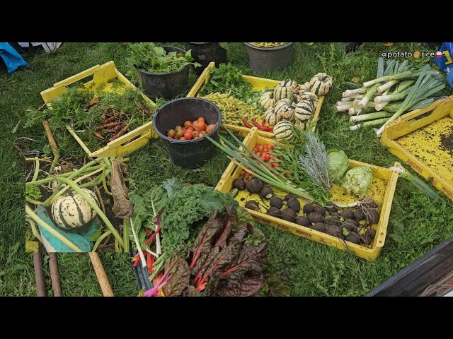 WEEK 38 Huge Autumn Harvest 🥕| Winter preparation | Green Manure & Composting Tips