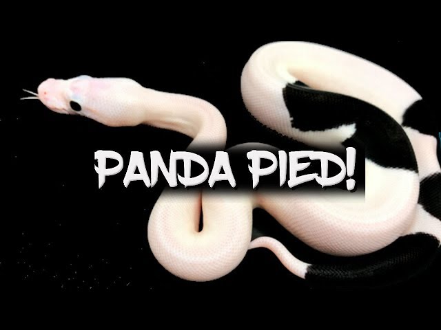 The Amazing 'Panda Pied' Ball Python!