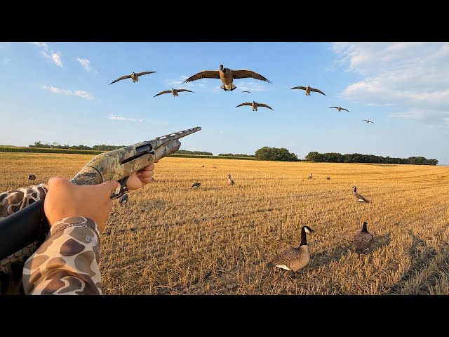 SOLO Goose Hunting GIANT Flocks! (CATCH CLEAN COOK) 