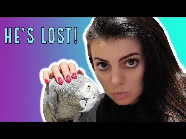 HELP! I Found An Attacked African Grey!