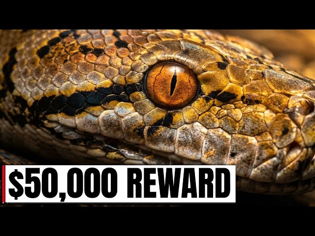 $50,000 for a 30-Foot Snake and Nobody Claimed It