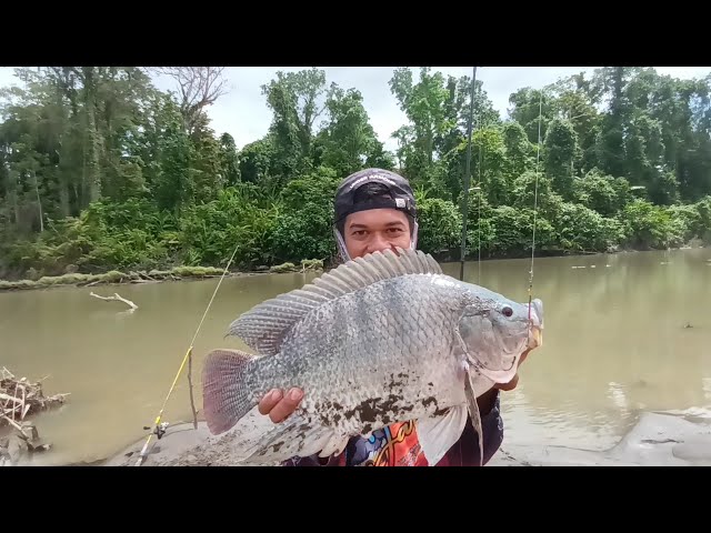 NiLA MOSTER Spot  ANDALAN.  Nila Babon  TERBESAR #mancingmania #relixnusantara #mancingliar 
