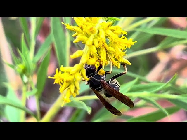 Northern Paper Wasp on Goldenrod solidago flowers | Copyright-free video usable Creative Commons