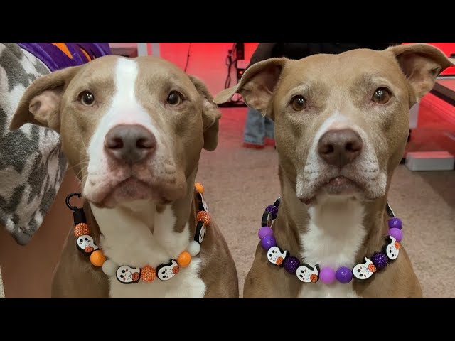 Dog Math Explained