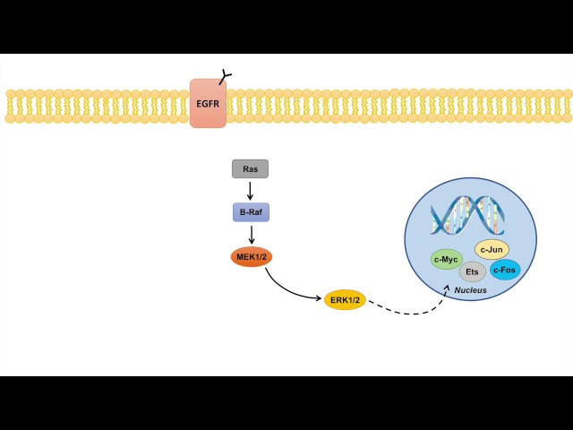 Ras Raf MEK ERK Signaling Pathway - Overview, Regulation and Role in Pathology