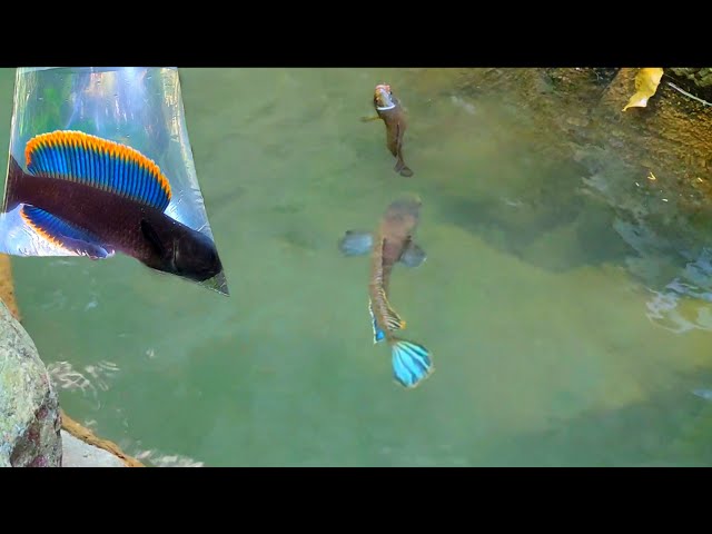 NOT AN ORDINARY FISH..!! TURNS OUT THIS IS THE PLACE FOR LONG-SKINNED LIMBATA || Channa Limbata F...